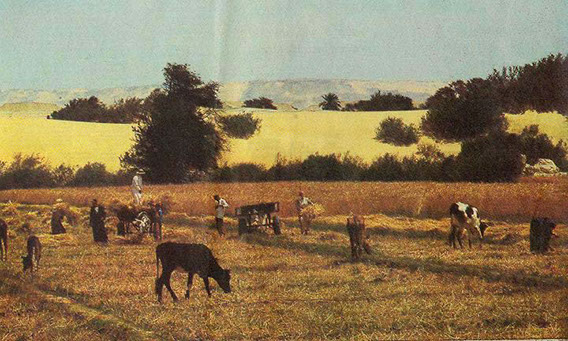 People working in fields at an Egyptian oasis