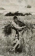 Person working in a field in Egypt