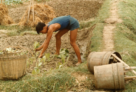 In the Field