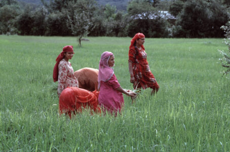 Harvesting Rice