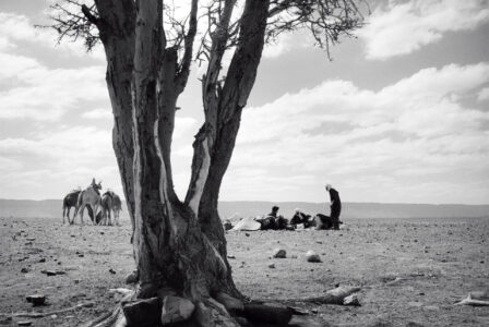 Acacia Tree, Sahara