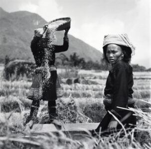 Lu Couple Harvesting Rice